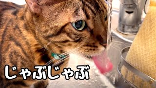 水道からお水をじゃぶじゃぶ飲むのにハマってしまった猫さん