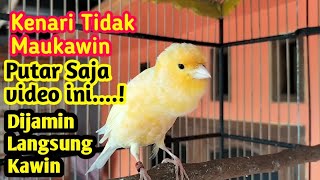 ||Suara Kenari birahi Minta Kawin,untuk pancingan kenari dijamin langsung kawin