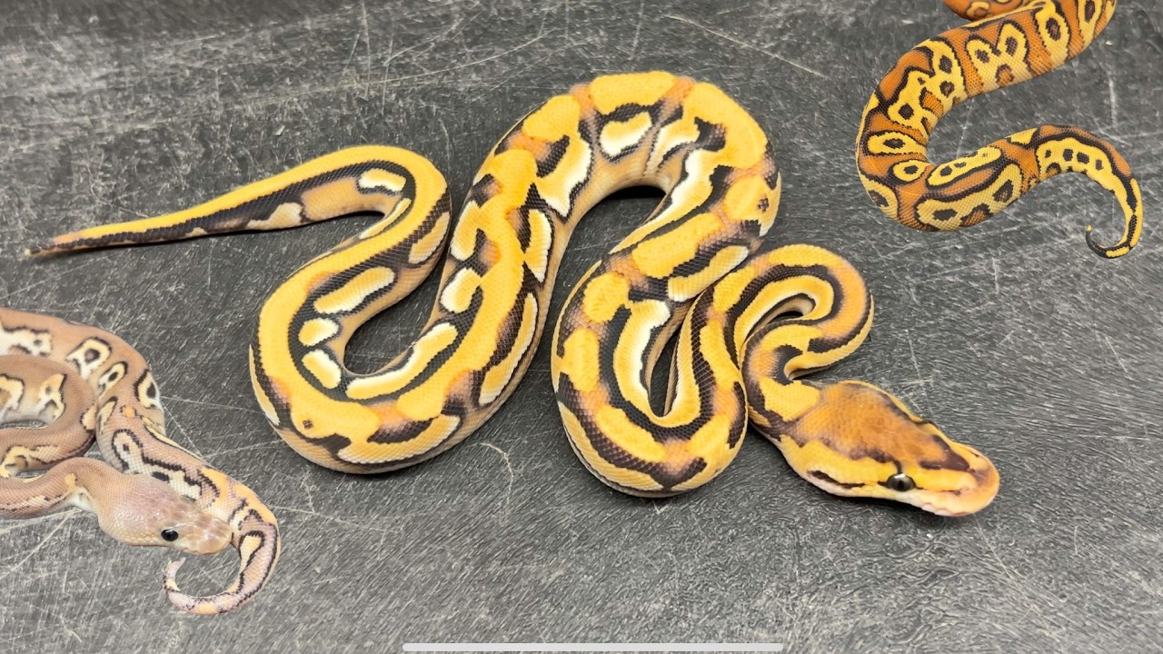 Последние рецессивные комбинации, выведенные в DPR