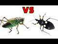 Ferocious Grasshopper VS Assassin bug, See who is stronger?