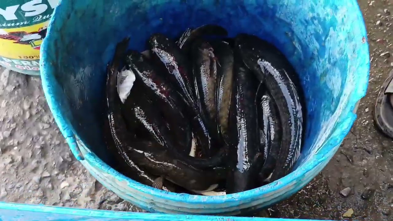 EP,105, electric fishing jokpot nanaman mag luto Mona para sa Christmas party tilapia at dalag🐟🌾