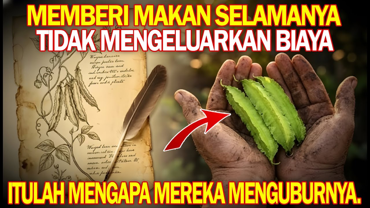 Protein lebih tinggi dari kedelai. 5 jenis makanan dari 1 tanaman. Mengapa itu dihapus?