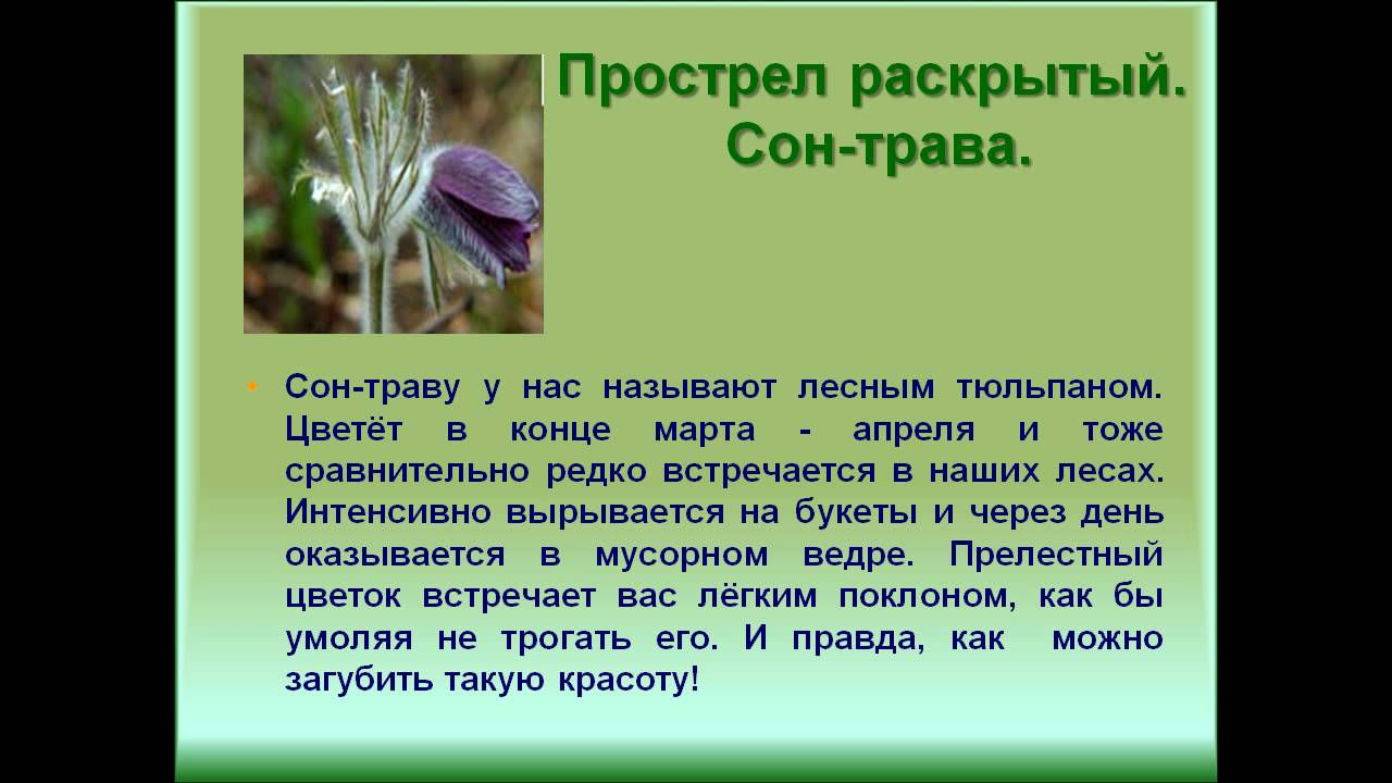 Тест весеннее пробуждение растений 2 класс. Сон-трава красная книга. Сон трава фото растения и описание. Сон трава рассказ. Сон трава описание.