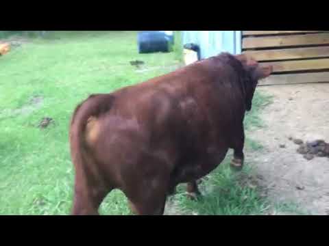 Our Cute Dexter Cows