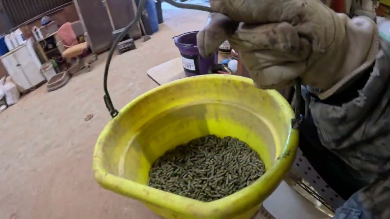 Feeding Horses Sunday Morning Part 1 of 2