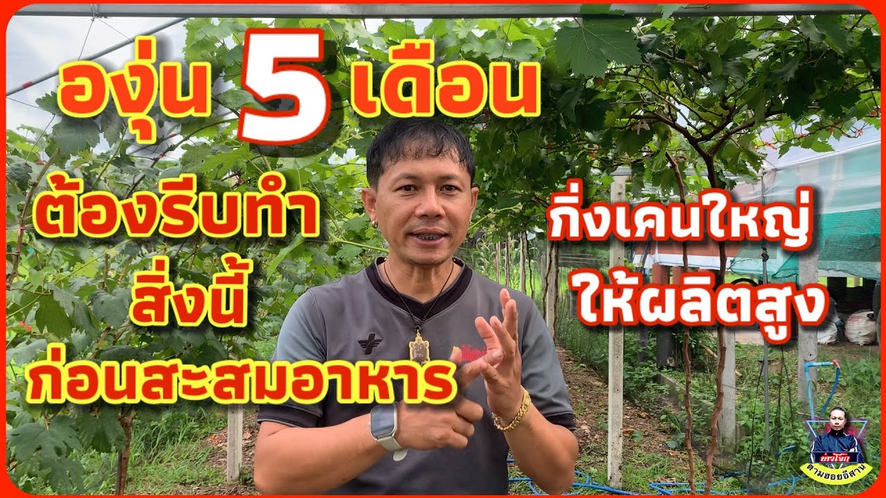 องุ่น5 เดือนต้องแต่งกิ่งรอ สะสมอาหาร และพรุนองุ่น ทำให้กิ่งใหญ่แข็งแรง ให้ผลผลิตสูง 