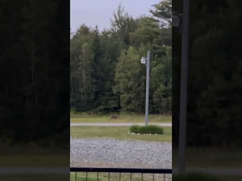 When a Coyote