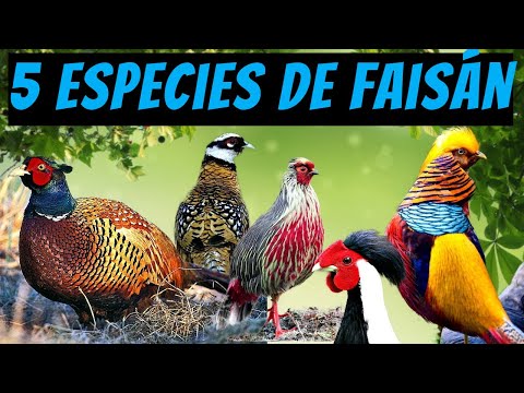 5 especies de