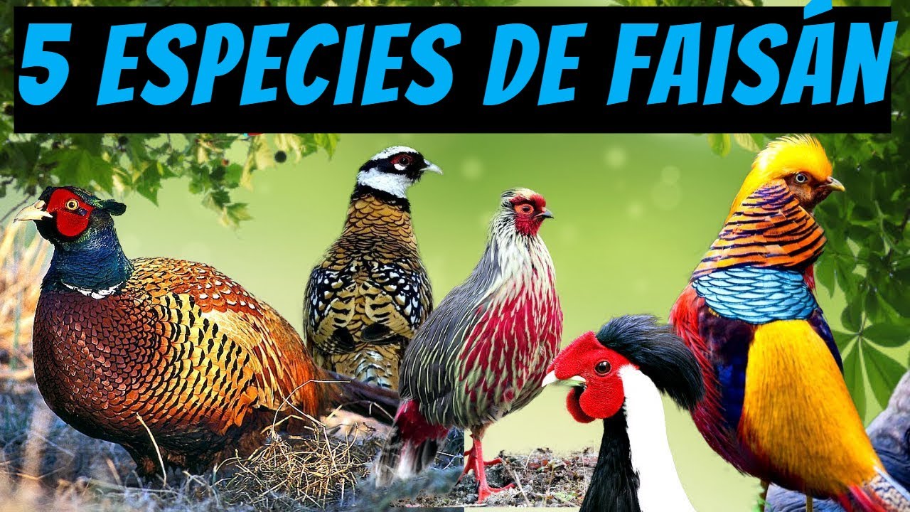 5 especies de faisán de las que nunca has oído hablar