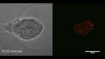 Imaging techniques for tissue engineering and microfluidics