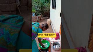 गावाकडली म्हावरेवाली #kokan #devgad #viral #fish #shortvideo