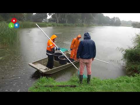 Visvereniging slaat alarm wegens grote vissterfte Zuid-Scharwoude
