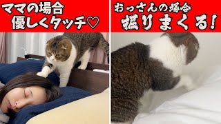 飼い主によって起こし方が違いすぎる猫w