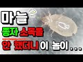 마늘 종자소독이 왜 중요한지 속시원하게 알려드립니다. #마늘소독 #종자소독 #마늘