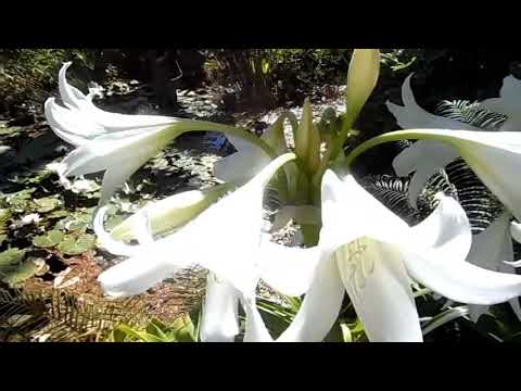 Кринум Пауэлла, Crinum Powellii Album, луковичные растения, Finca El Porton, 05/06/2017