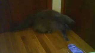 Rumpel The Cat Stiltskin