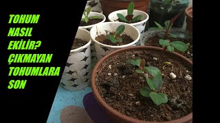 Dikenler Tacında (Euphorbia Milii) Tohum Nasıl Ekilir? Tohum Ekiminin Püf Noktaları