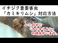 イチジク　重要害虫「カミキリムシ」対処方法