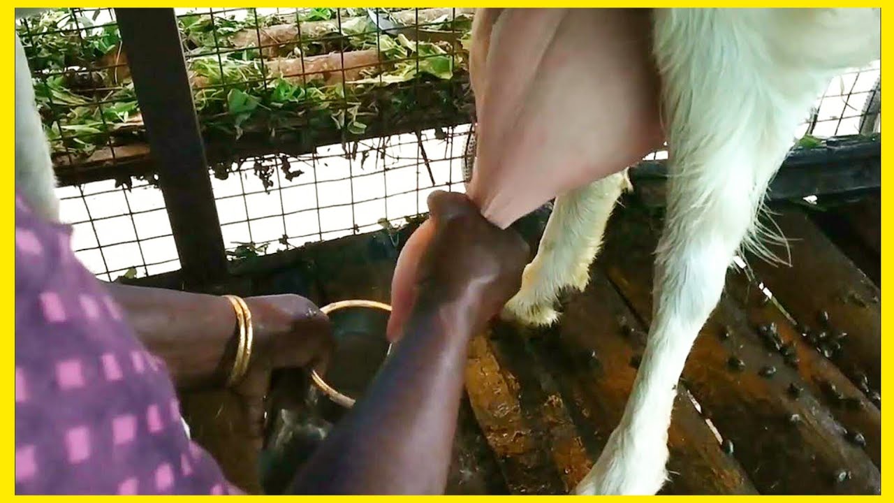 How to milk a got by hand|ആടിനെ കറക്കുന്നത് കണ്ടോ |#milkinggoat #gotfarming #got #savithavlog