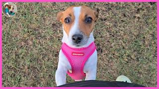 Are There Snakes At Dog Parks?🐶| DOGTER COFFEE [SUB]