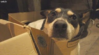 Bar de Sao Leopoldo abriga caes de rua ha quatro anos