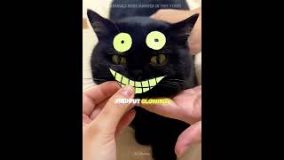 This girl adopted two BLACK CATS, but she could never find them! 😂🏠#usa #shorts