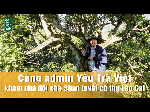 Video Cùng Yêu trà Việt khám phá rừng chè Shan tuyết cổ thụ - youtube
