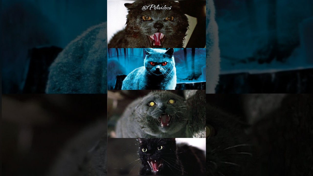 Películas De Terror De Gatos #top #peliculas #curiosidades #cine #movies
