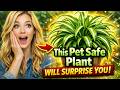 Pet Safe Plant