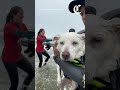 Surfing dogs catch a wave at Pacifica’s annual global competition