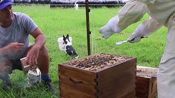 Encouraging bees into Flow Super frames