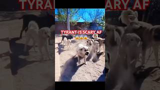 Tyrant Is Scary Af