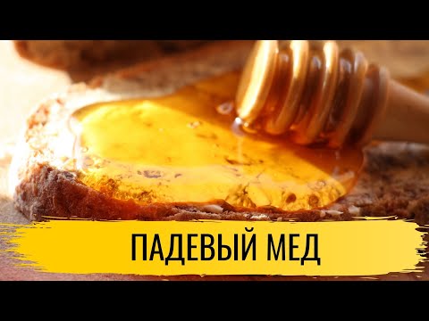 Мед. Падевый мед