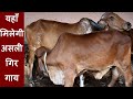 यहाँ मिलेगी असली गिर गाय I No1 Aryaman Gir Gaushala Jasdan Gujarat
