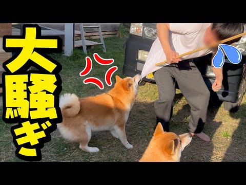 蜂が現れ大騒ぎ！柴犬姉妹が大変な事になりました