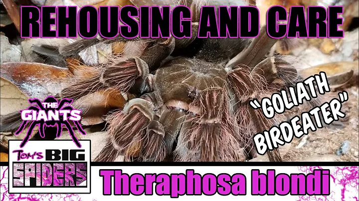 Theraphosa Blondi - "The Goliath Birdeater" Rehous...