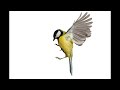 「イエロー・バード」 Yellow Bird
