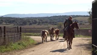 Preparando los bueyes para la faena - Aprende de toros