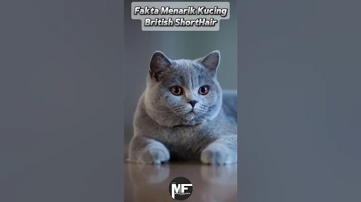Video 5633141: kucing british shorthair, britishshorthair kucing