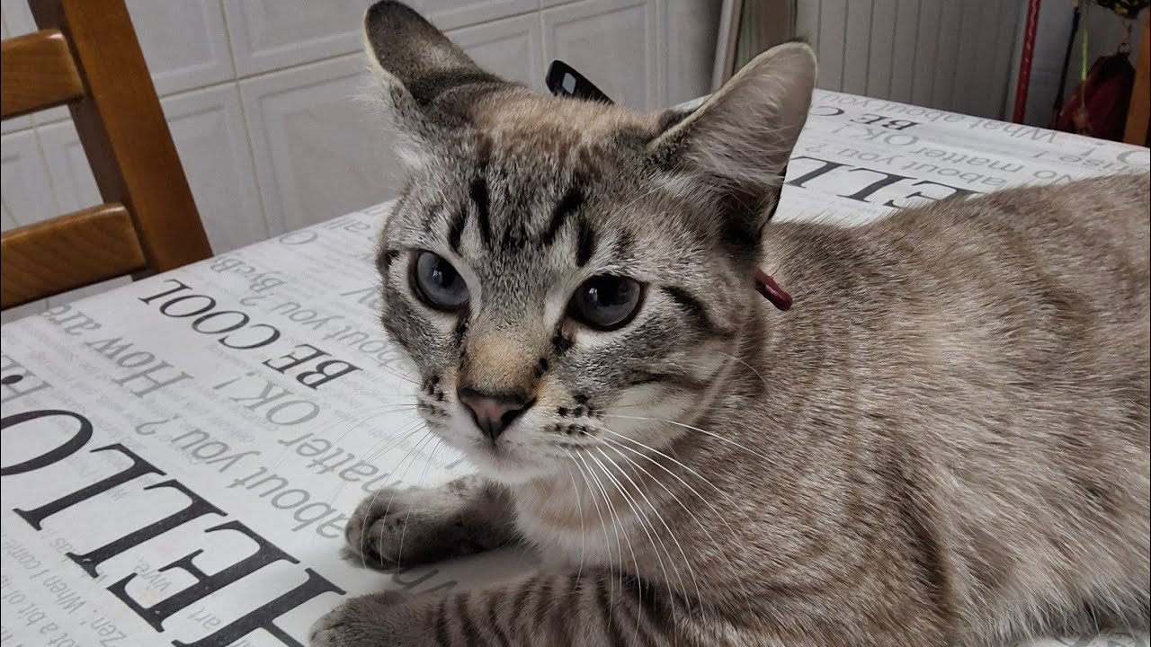 Ai Mi ggatitomiau miau