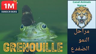 مراحل نمو الضفدع(grenouille)