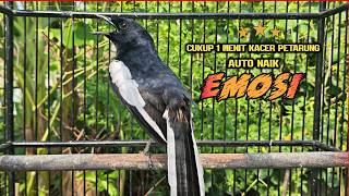Suara Burung Kacer Gacor Ngeplong Tarung Terampuh Buat Pancingan Kacer Agar Cepat EMOSI