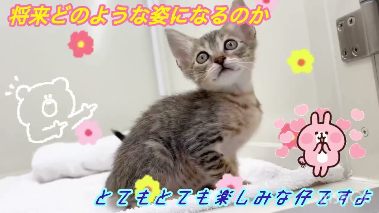 マンチカンです。 お疲れにゃ〜😊👼 毎日暑くてたまらんにゃ〜😵‍💫 午後も頑張ろにゃ