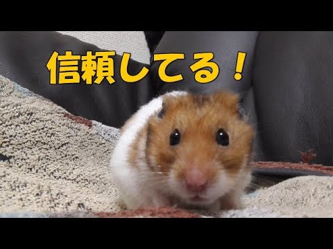 ハムスターのなつかせ方とは なついている動画も紹介 マチコネ