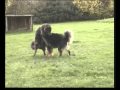 Gus and Ella making puppies-WARNING EXPLICIT-no puppies under 12 months old should watch this!