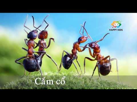 Video Đọc thơ: Đàn kiến nó đi