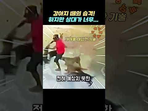 강아지 때의 습격! 하지만 상대가 너무… thumbnail