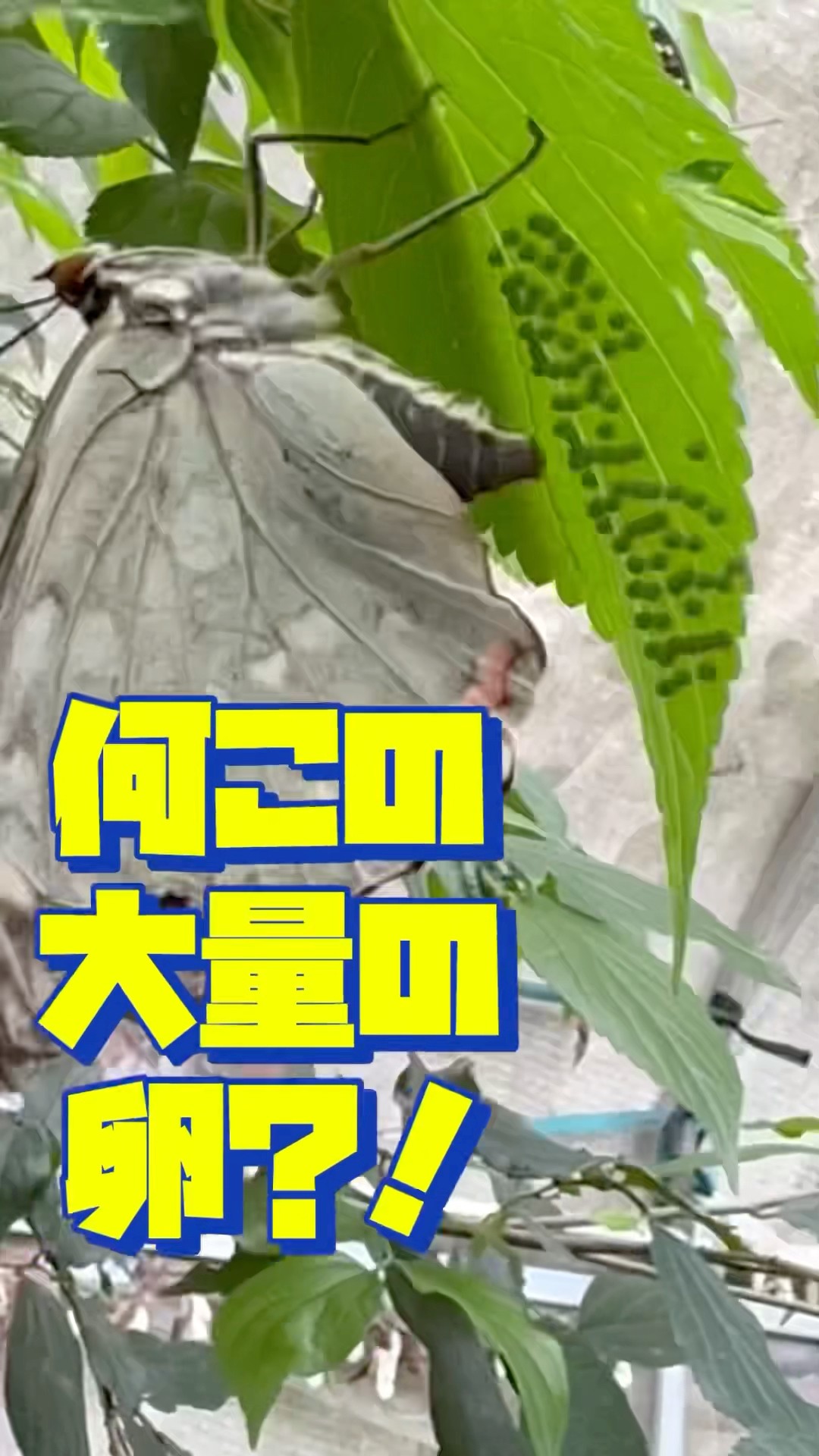 The great purple emperor butterfly lays eggs in large numbers