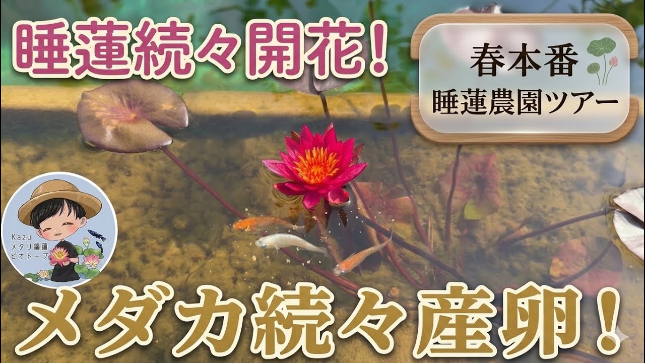 早くも睡蓮が続々開花＆メダカの爆産が始まった春本番4月末の睡蓮農園
