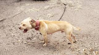 Thompsons Kennel A.p.b.t Salute To The Community A.p.b.t